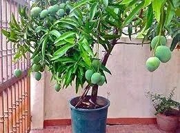 Thai ATM Mango (થાઈ એટીએમ કેરી)